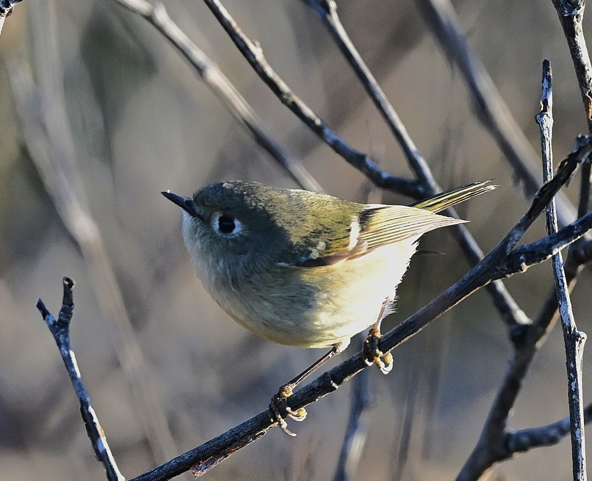 Ruby-crowned Kinglet - ML647112626