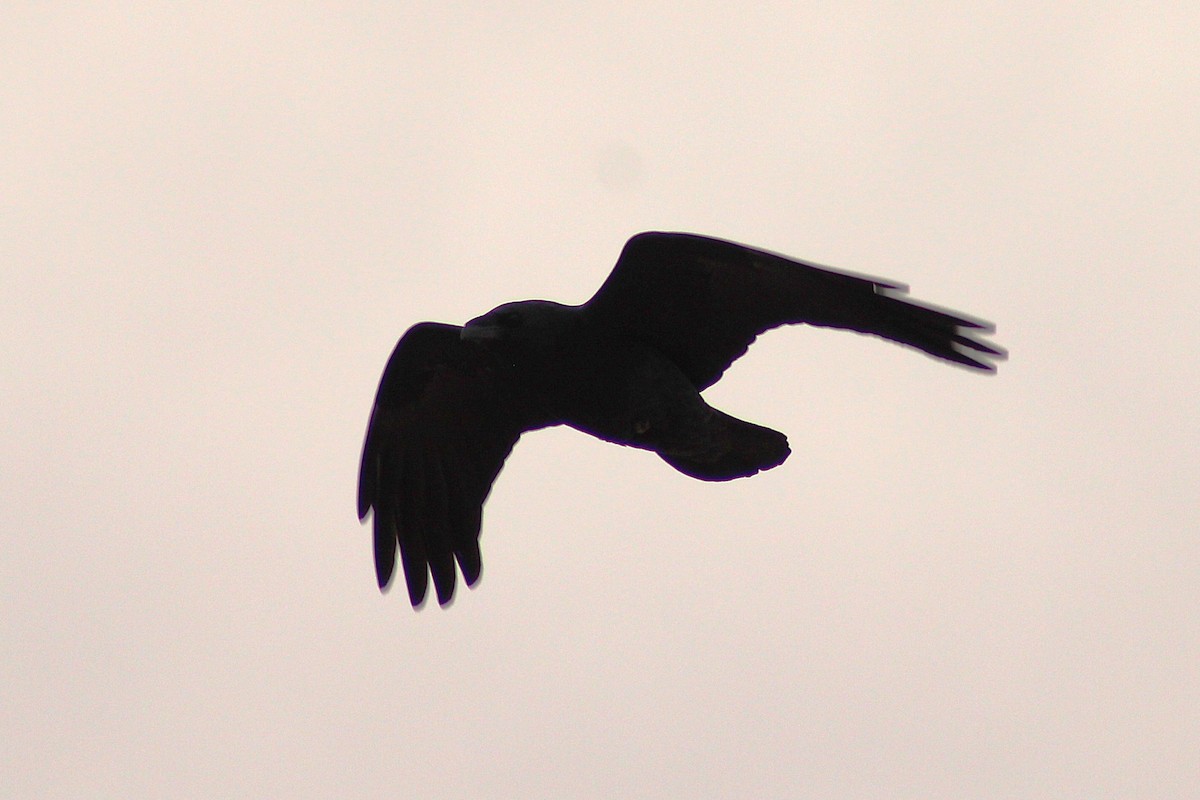 American Crow - ML647112627