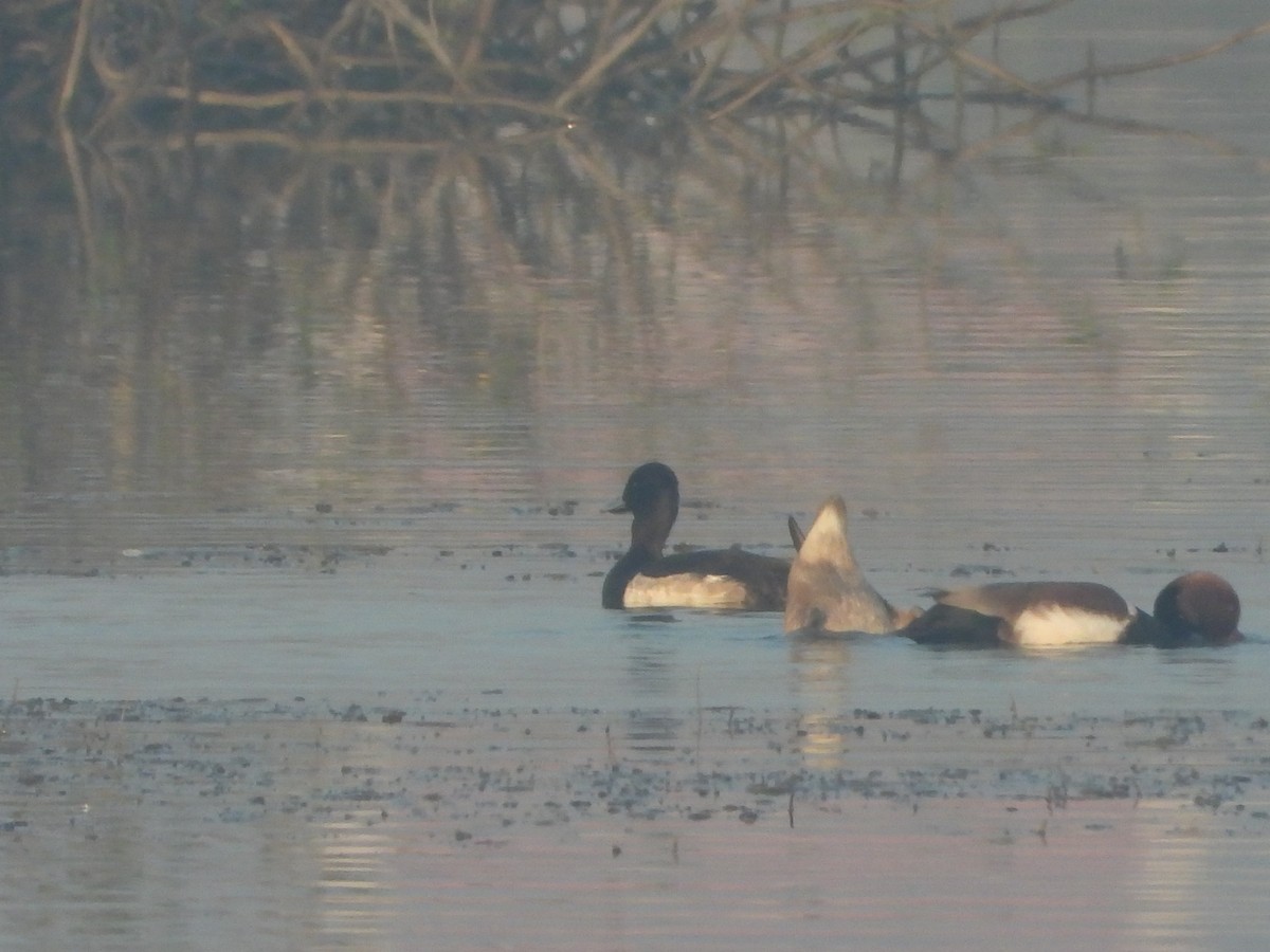 Murgilari mottoduna - ML647112628