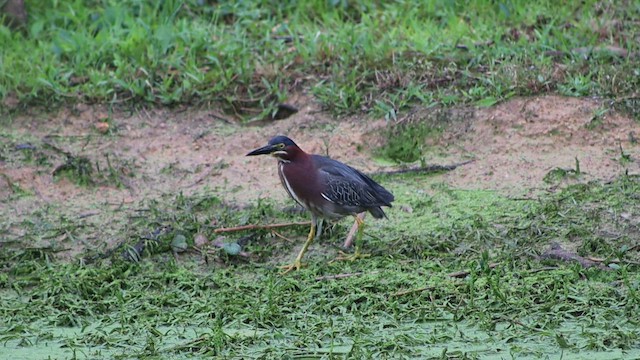 Koartzatxo berdea - ML647112629