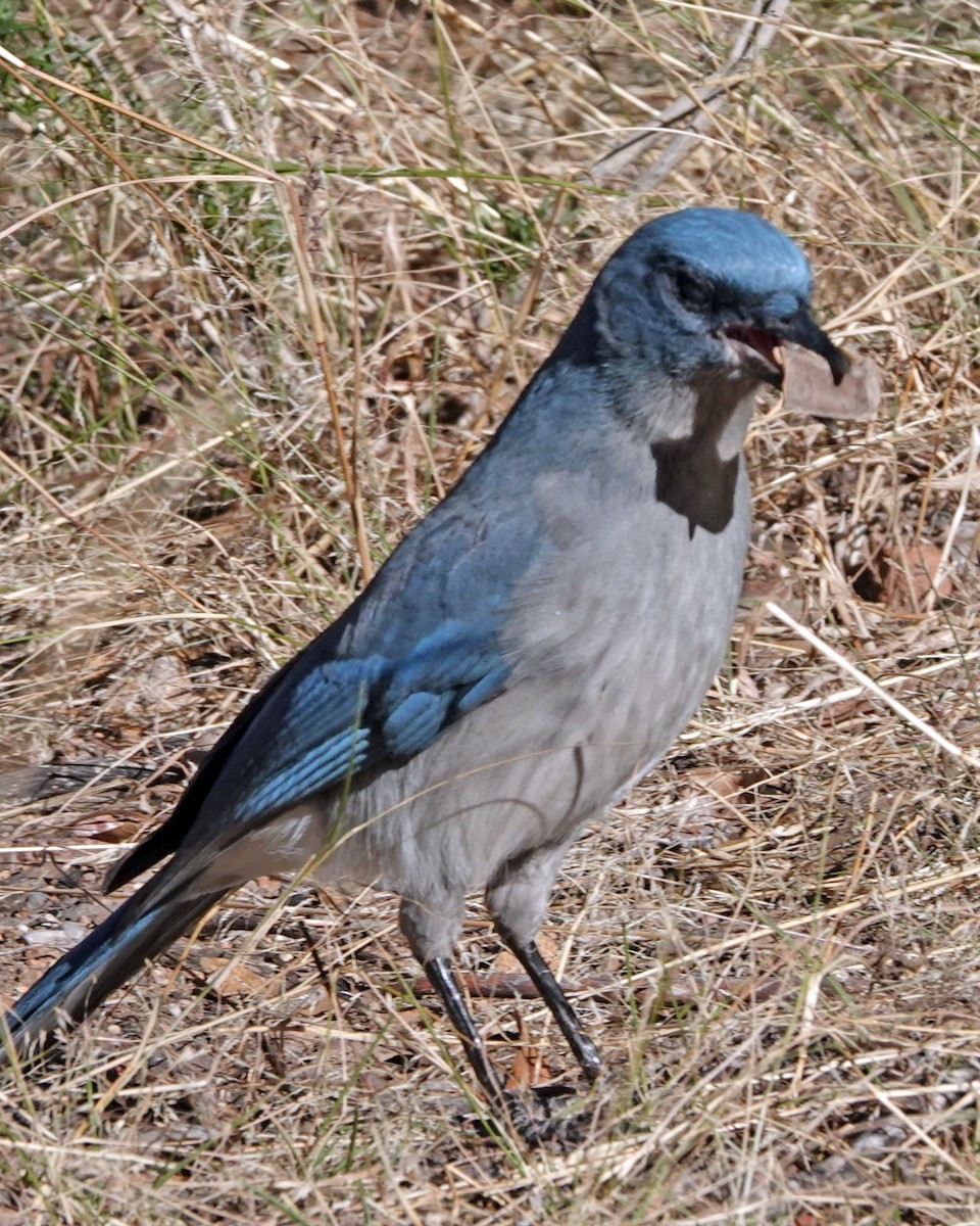 Mexican Jay - ML647112630