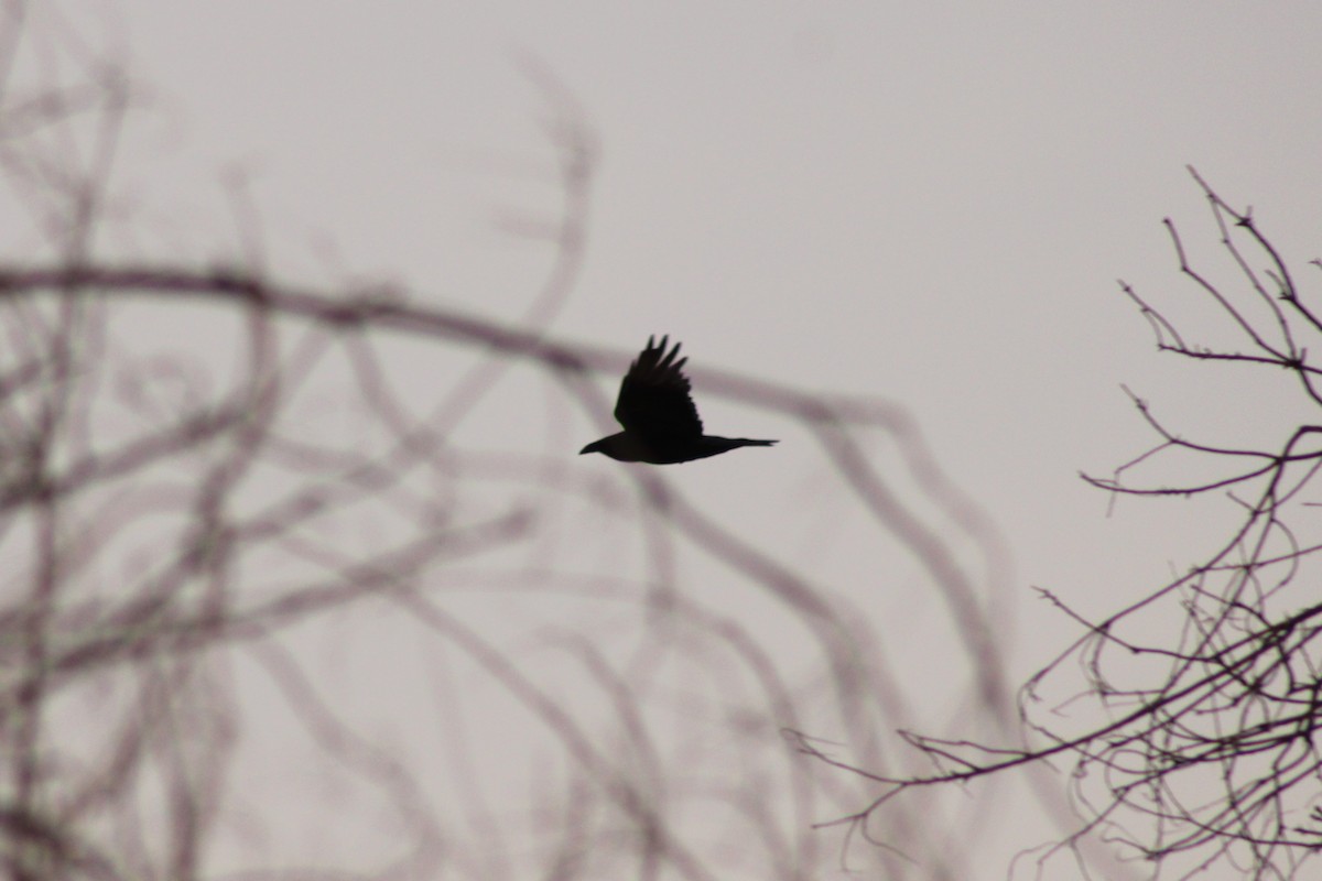 Chihuahuan Raven - ML647112631