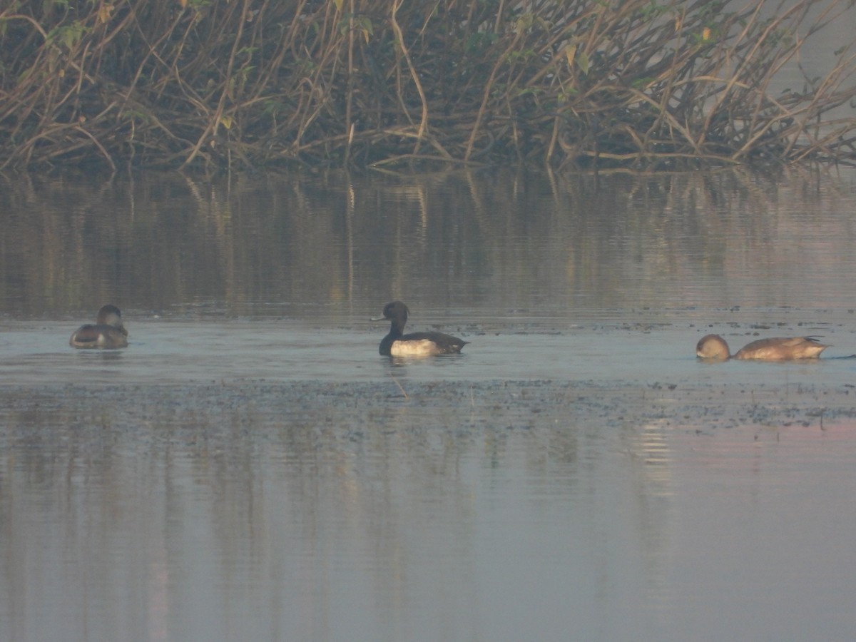 Murgilari mottoduna - ML647112632