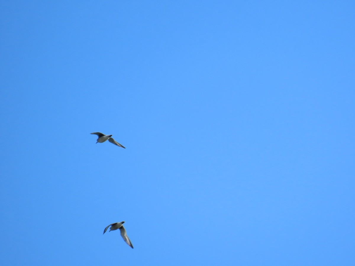 Txirri grisa - ML647112633