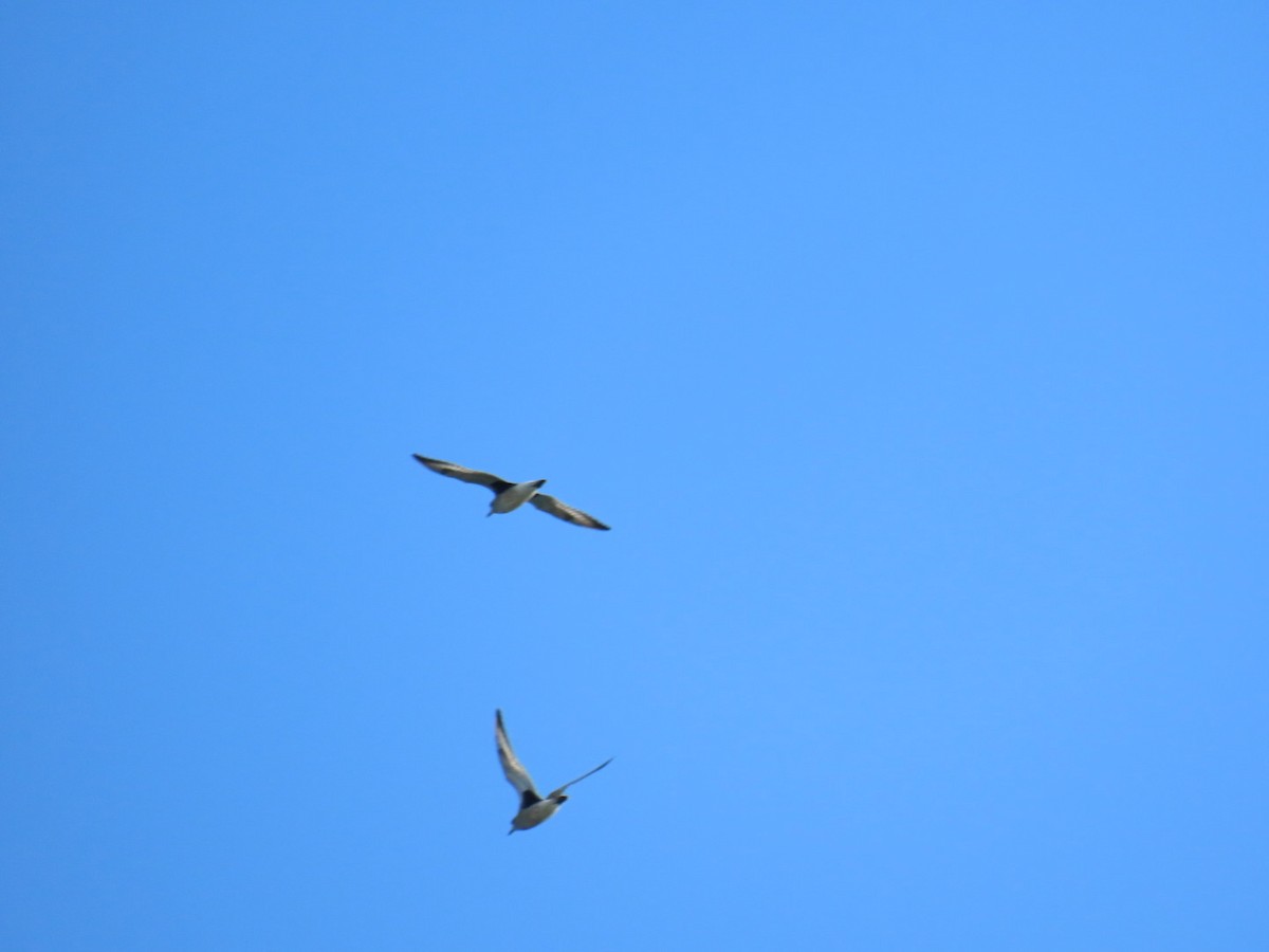 Txirri grisa - ML647112635