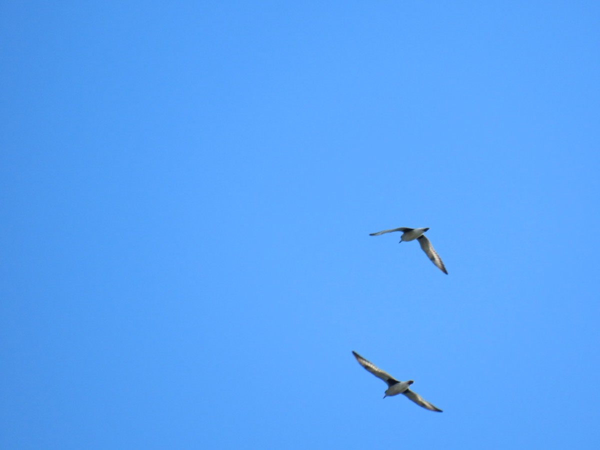 Txirri grisa - ML647112637