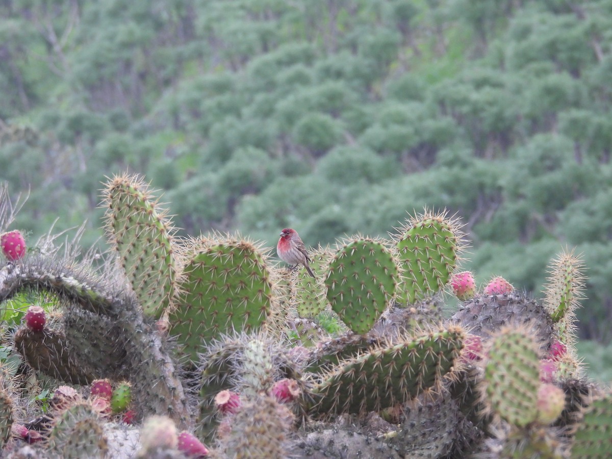 House Finch - ML647112638