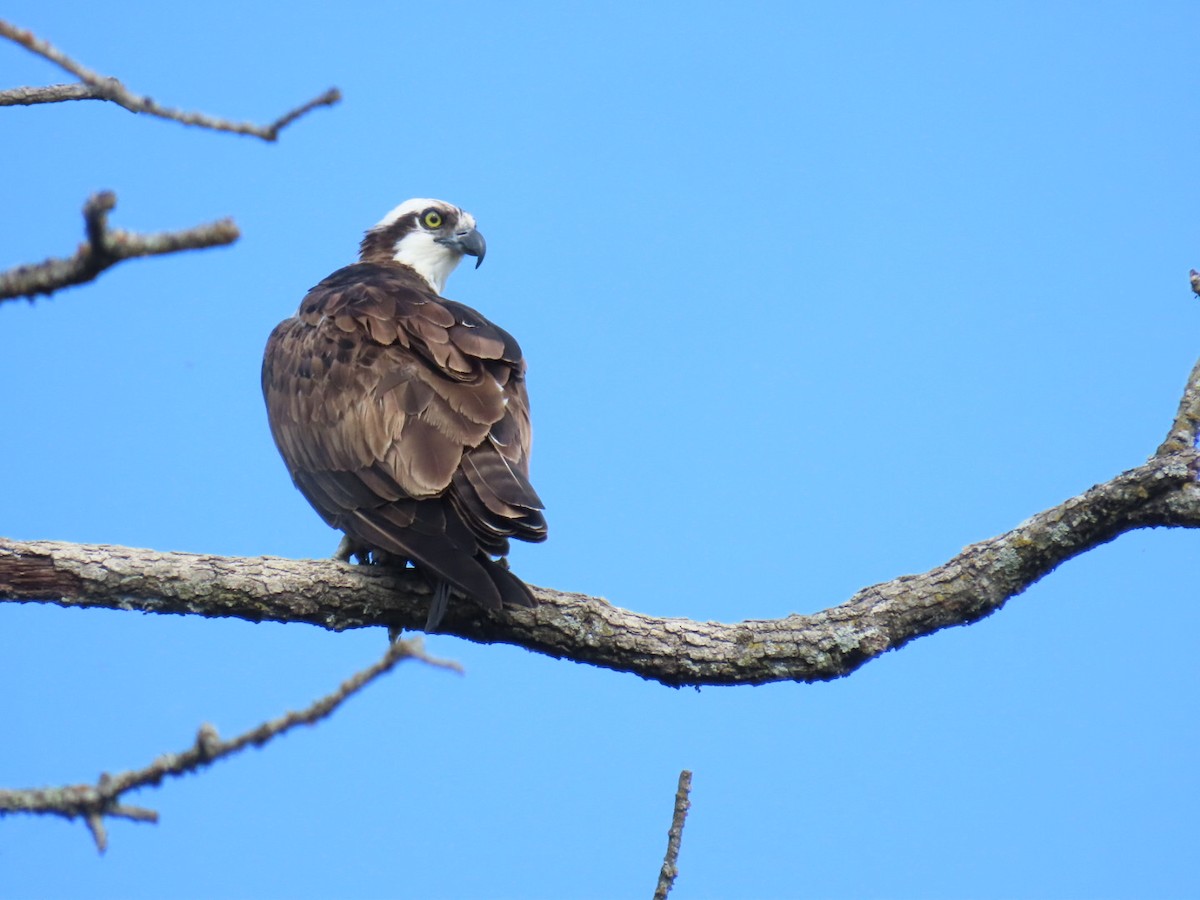 Osprey - ML647112644