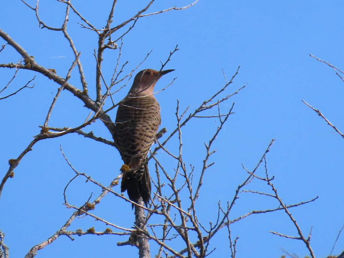 Northern Flicker - ML647112645