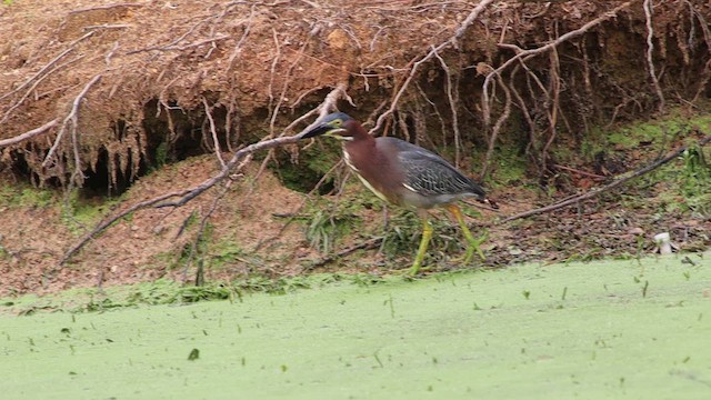 Чапля зелена - ML647112646