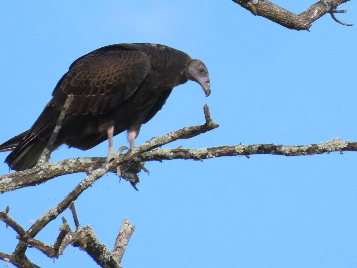 Black Vulture - ML647112649