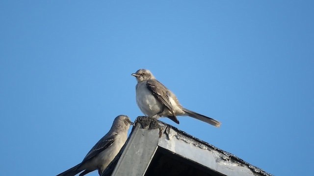 Tropenspottdrossel [gilvus-Gruppe] - ML647112651