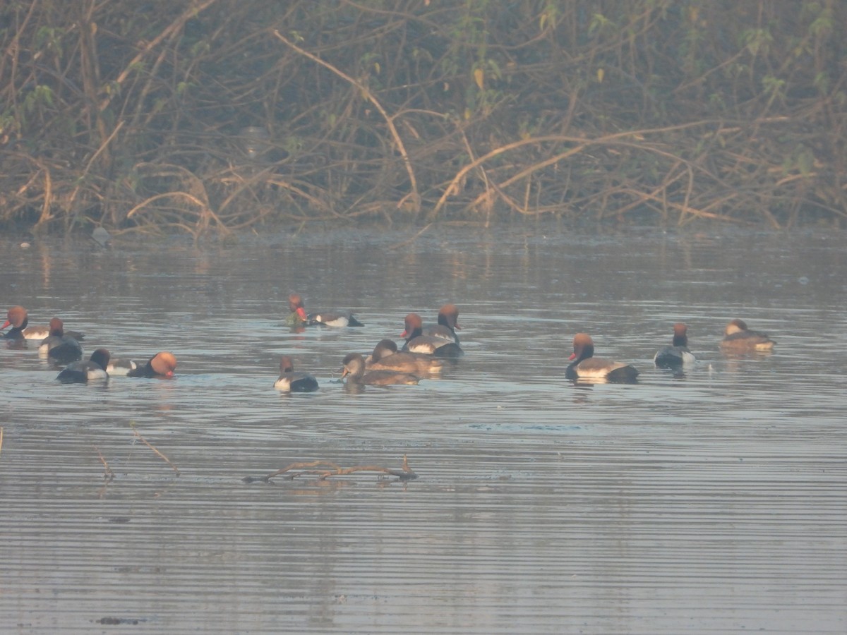 Kolbenente - ML647112652