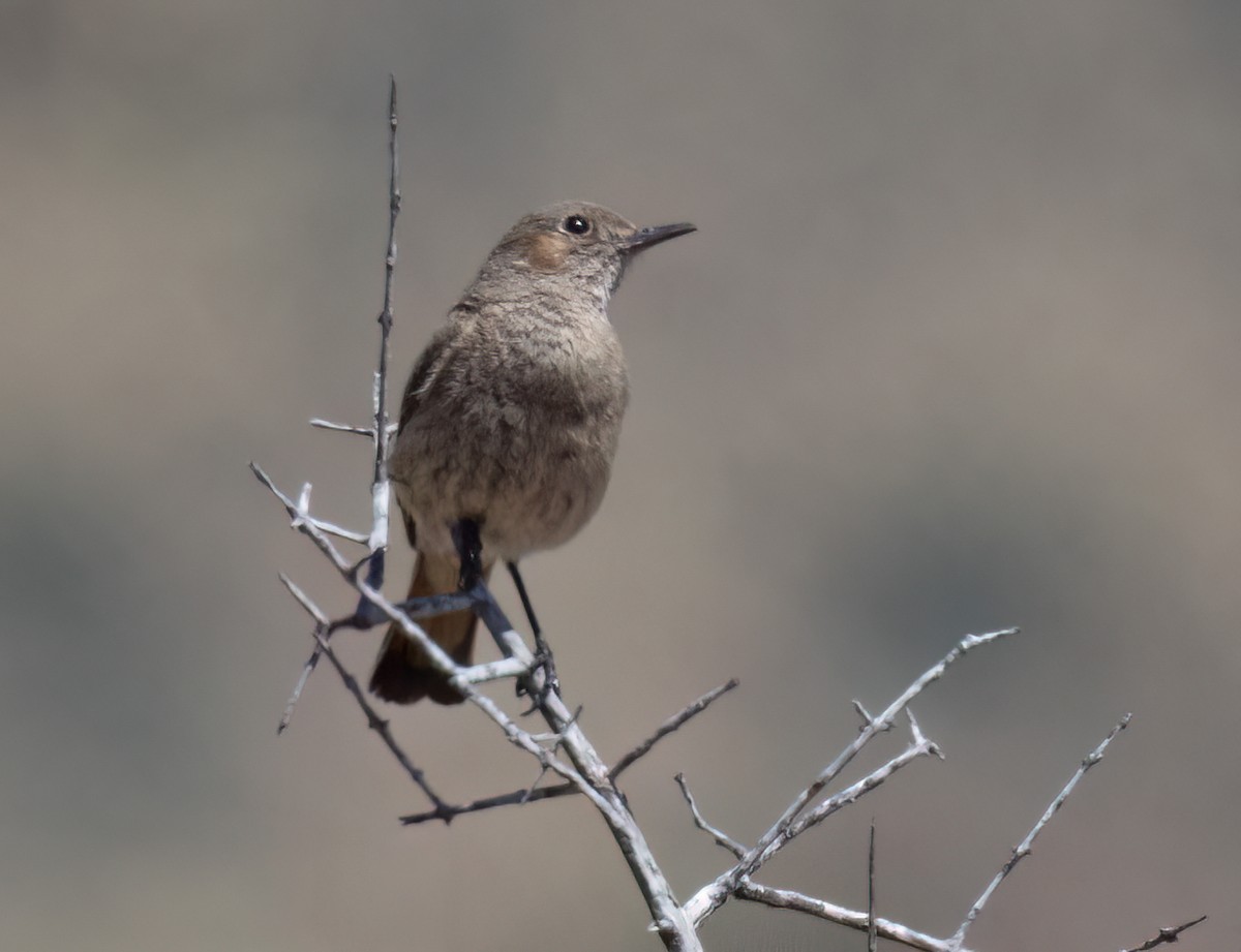 Rostschwanz-Steinschmätzer - ML647112653