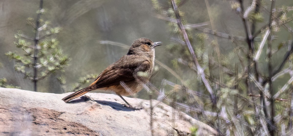 Rostschwanz-Steinschmätzer - ML647112654