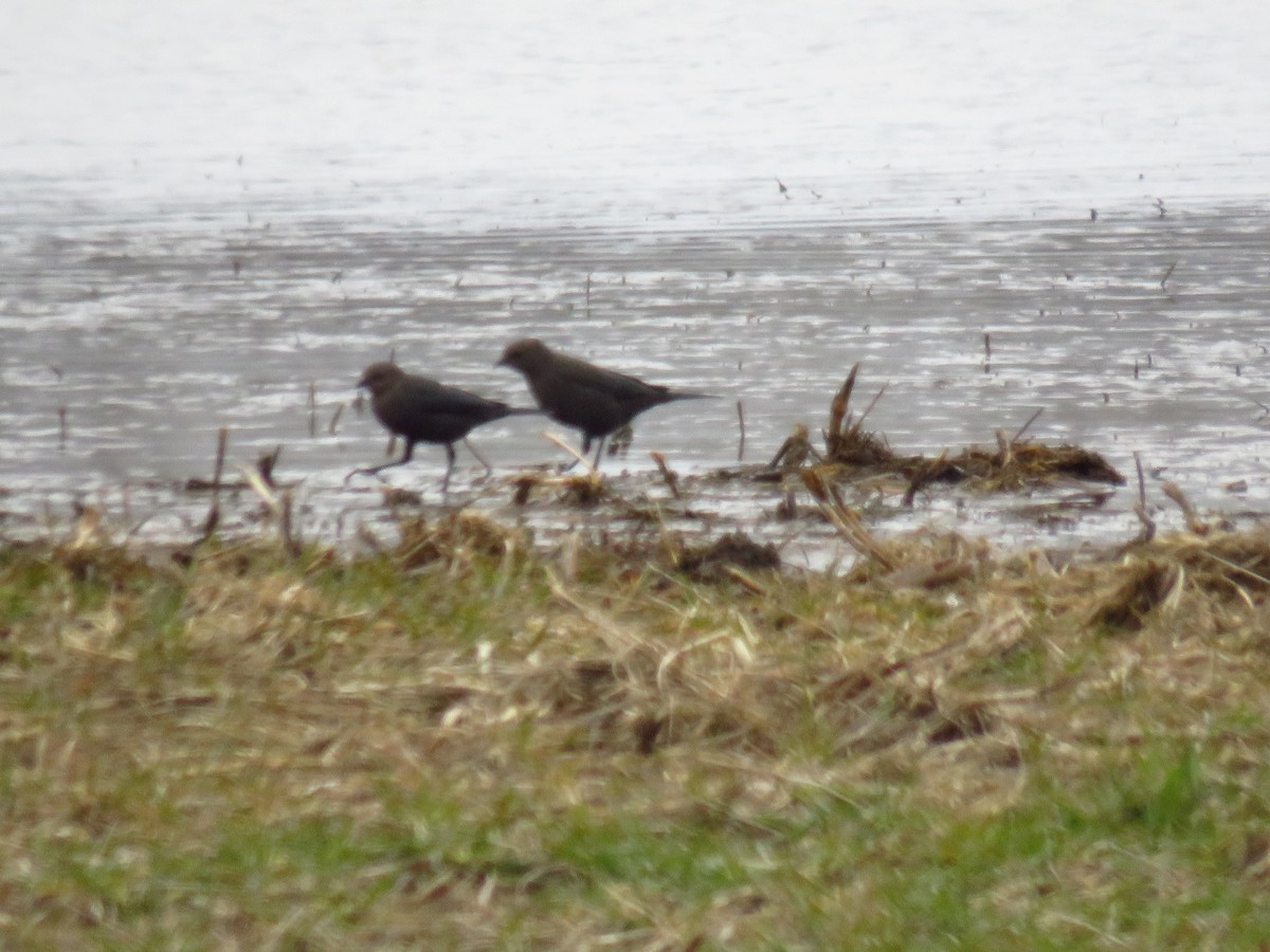 Brewer Karatavuğu - ML647112656