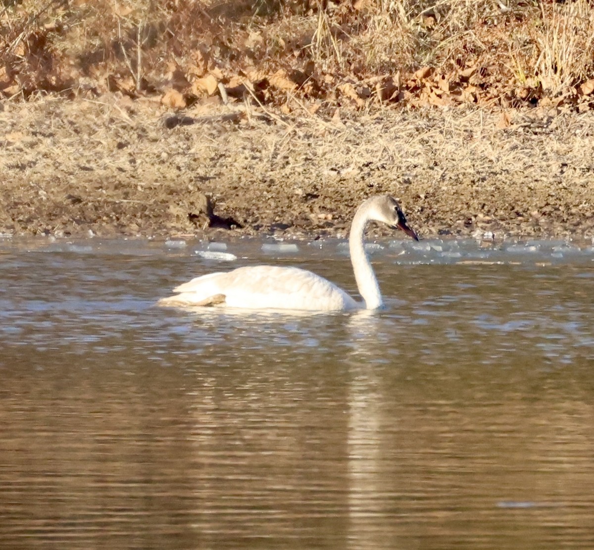 Trompeterschwan - ML647112658