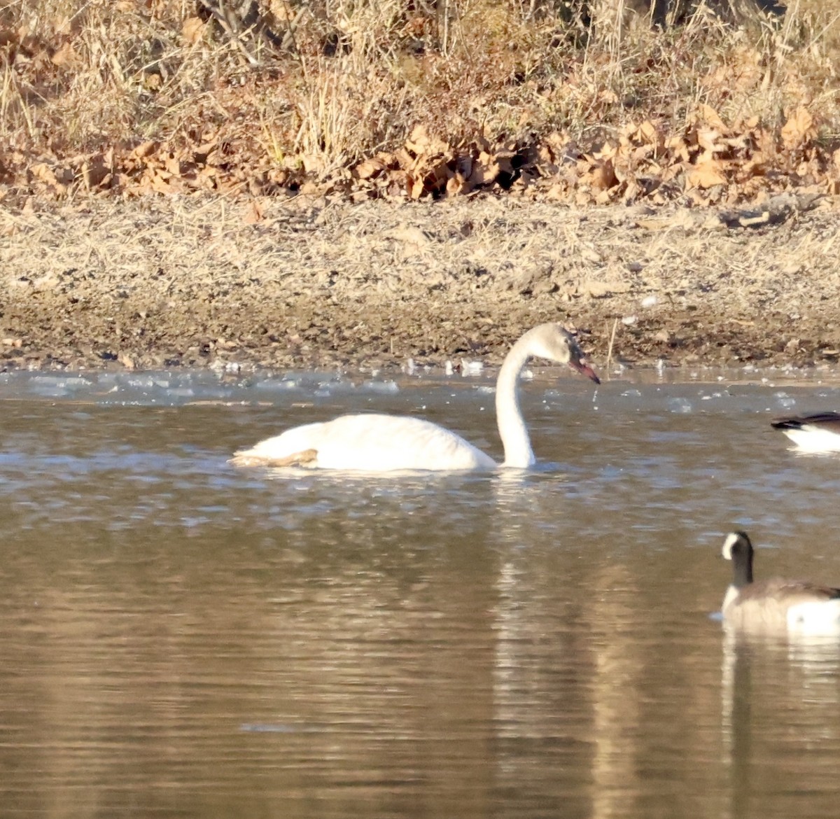 Trompeterschwan - ML647112659