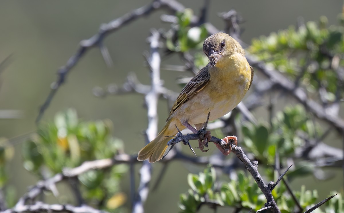 Maskenweber - ML647112660