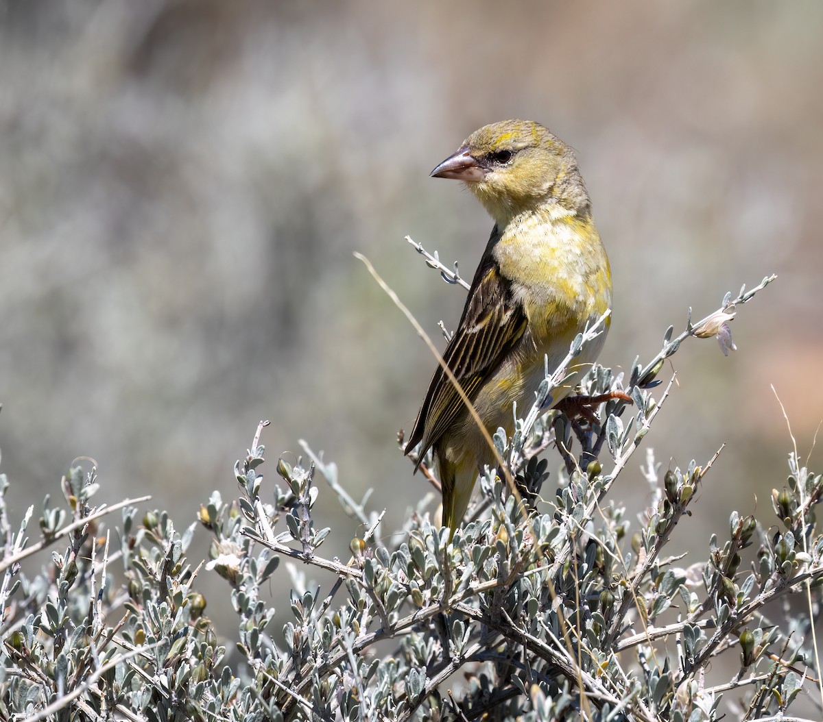 Maskenweber - ML647112661