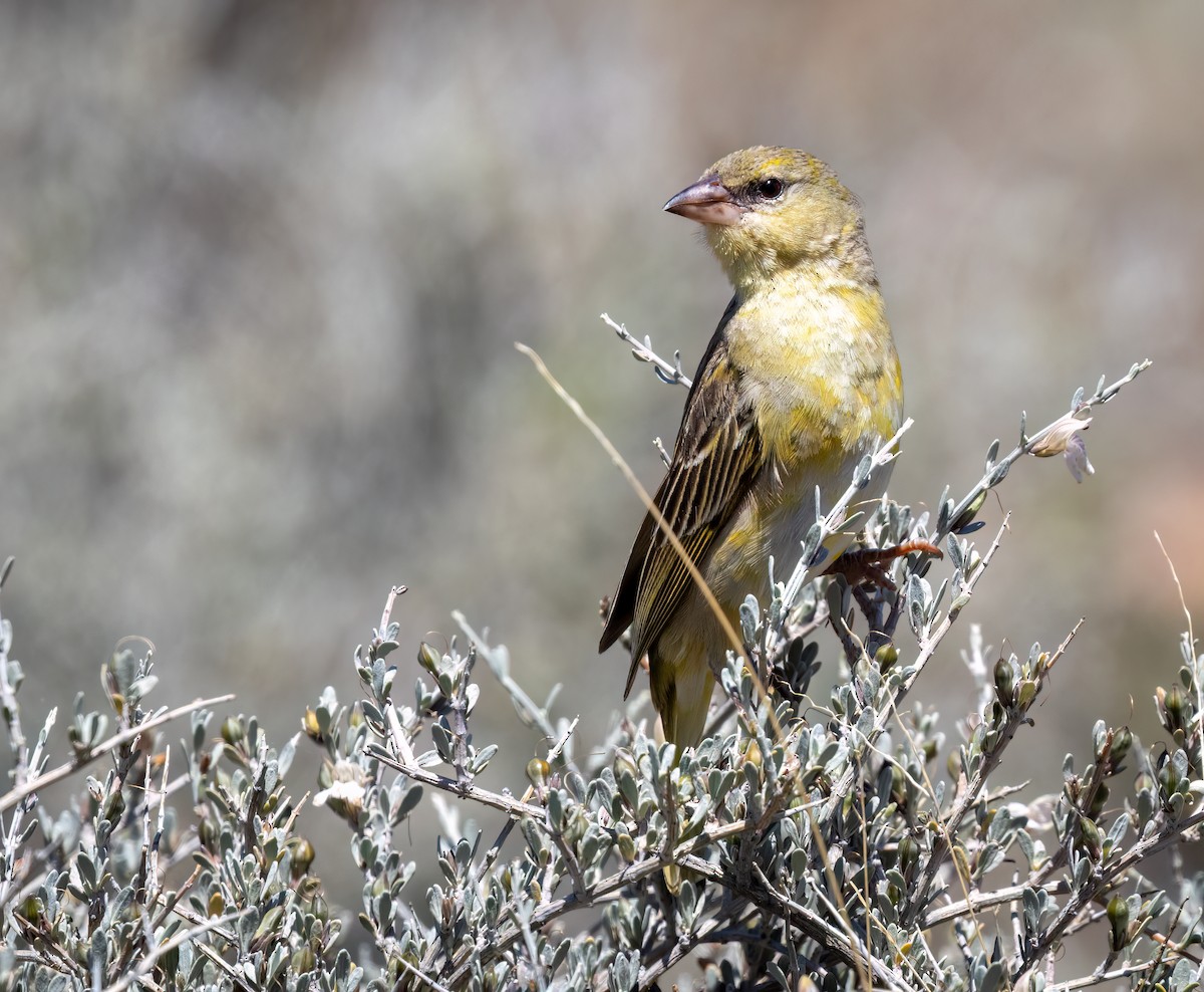 Maskenweber - ML647112662