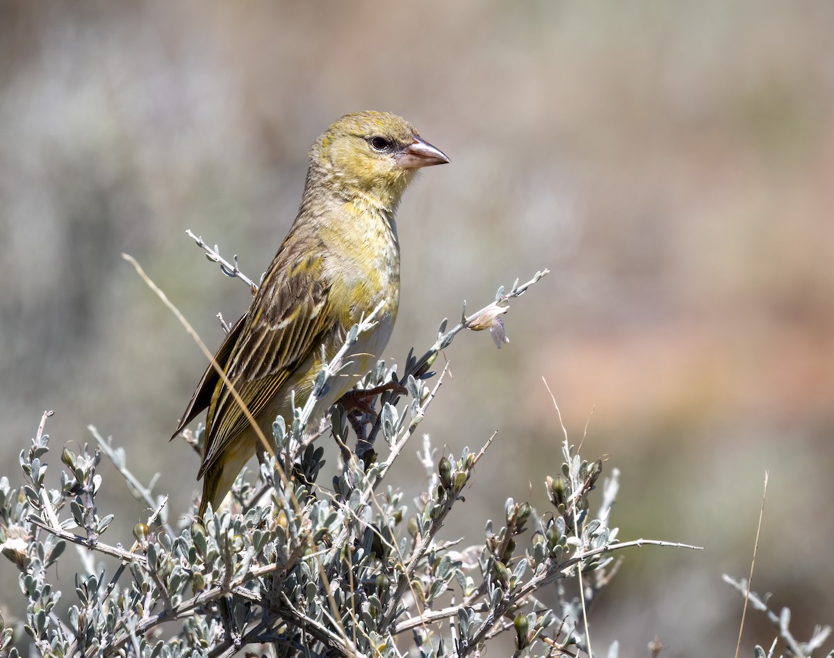 Maskenweber - ML647112663