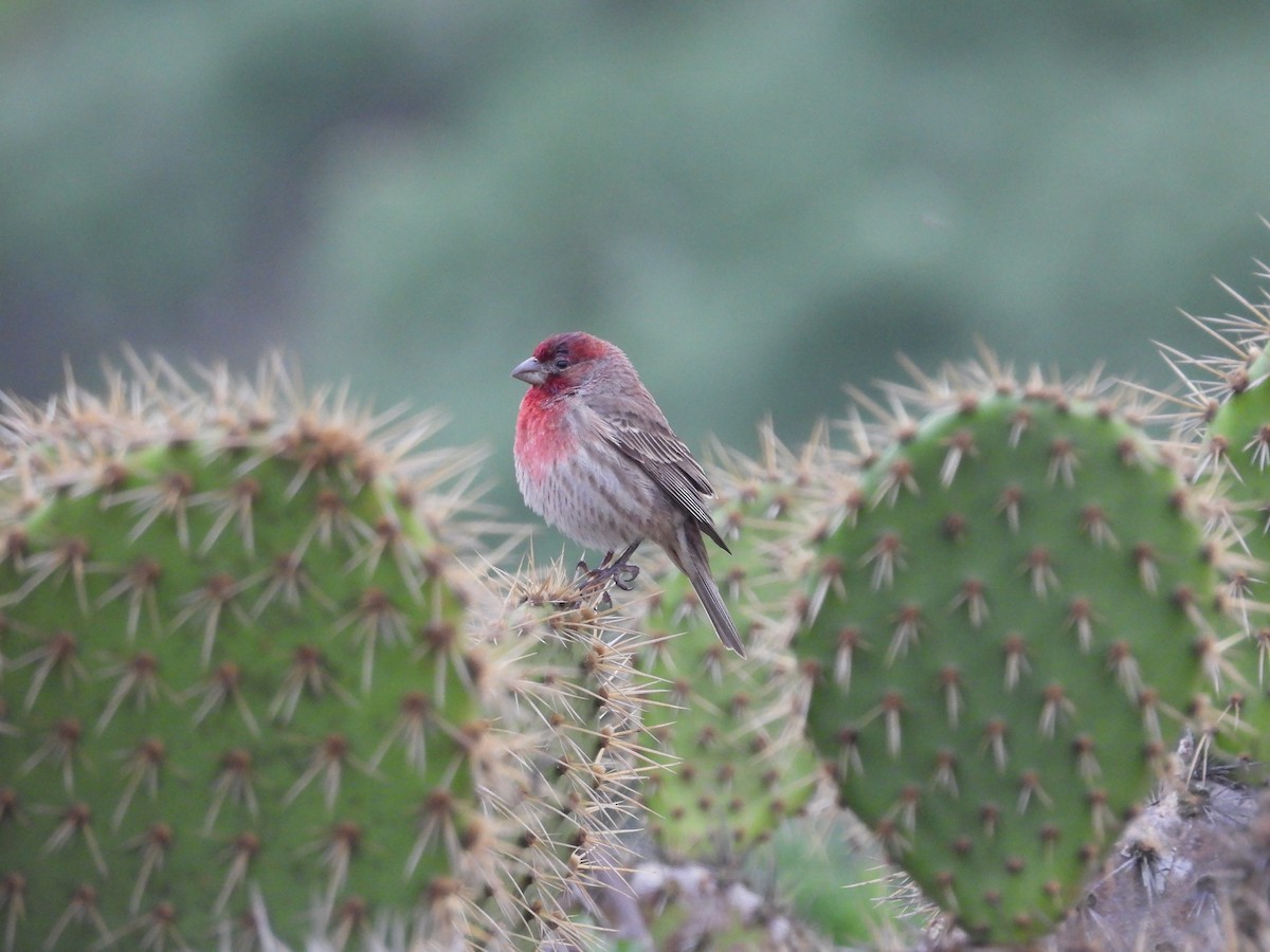 House Finch - ML647112664