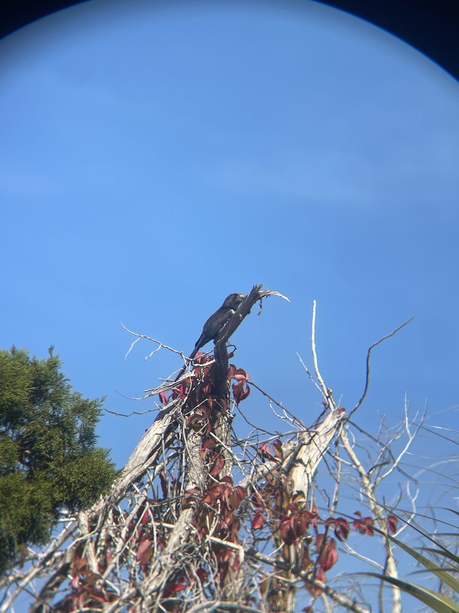 Groove-billed Ani - ML647112665