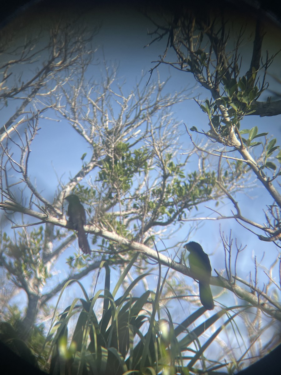 Groove-billed Ani - ML647112666