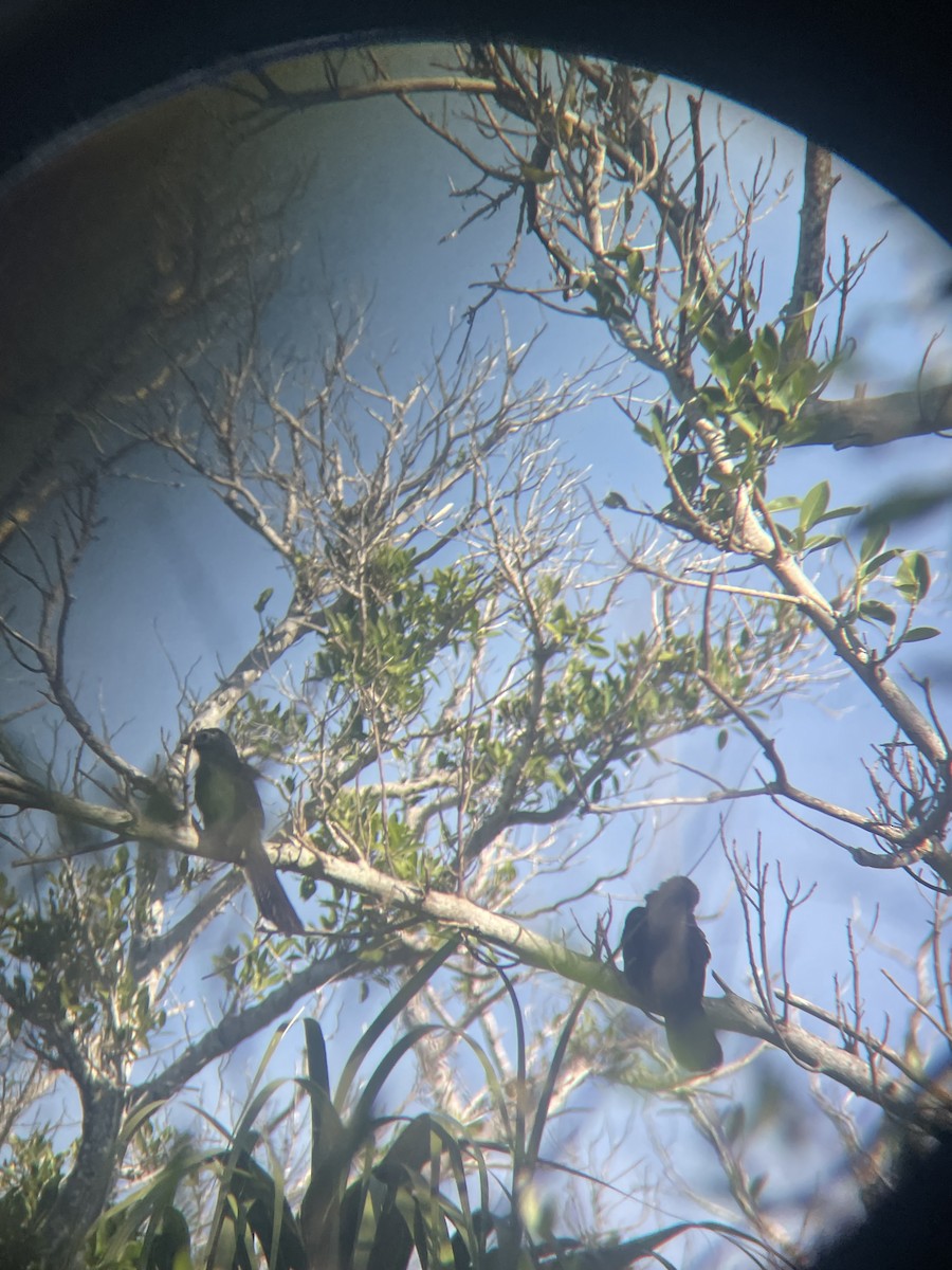 Groove-billed Ani - ML647112667