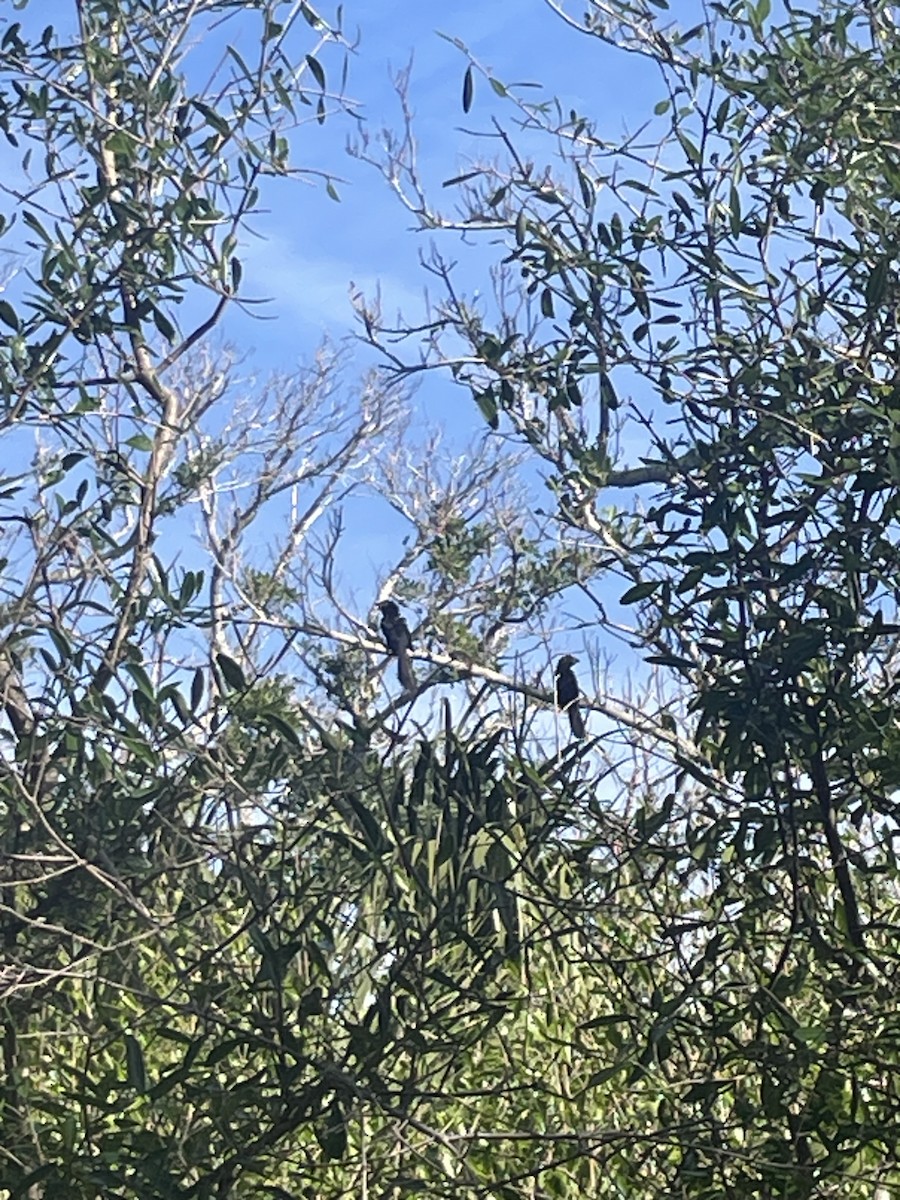 Smooth-billed Ani - ML647112668