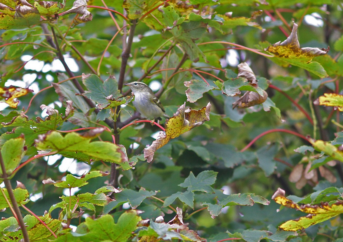 Gelbbrauen-Laubsänger - ML647112669