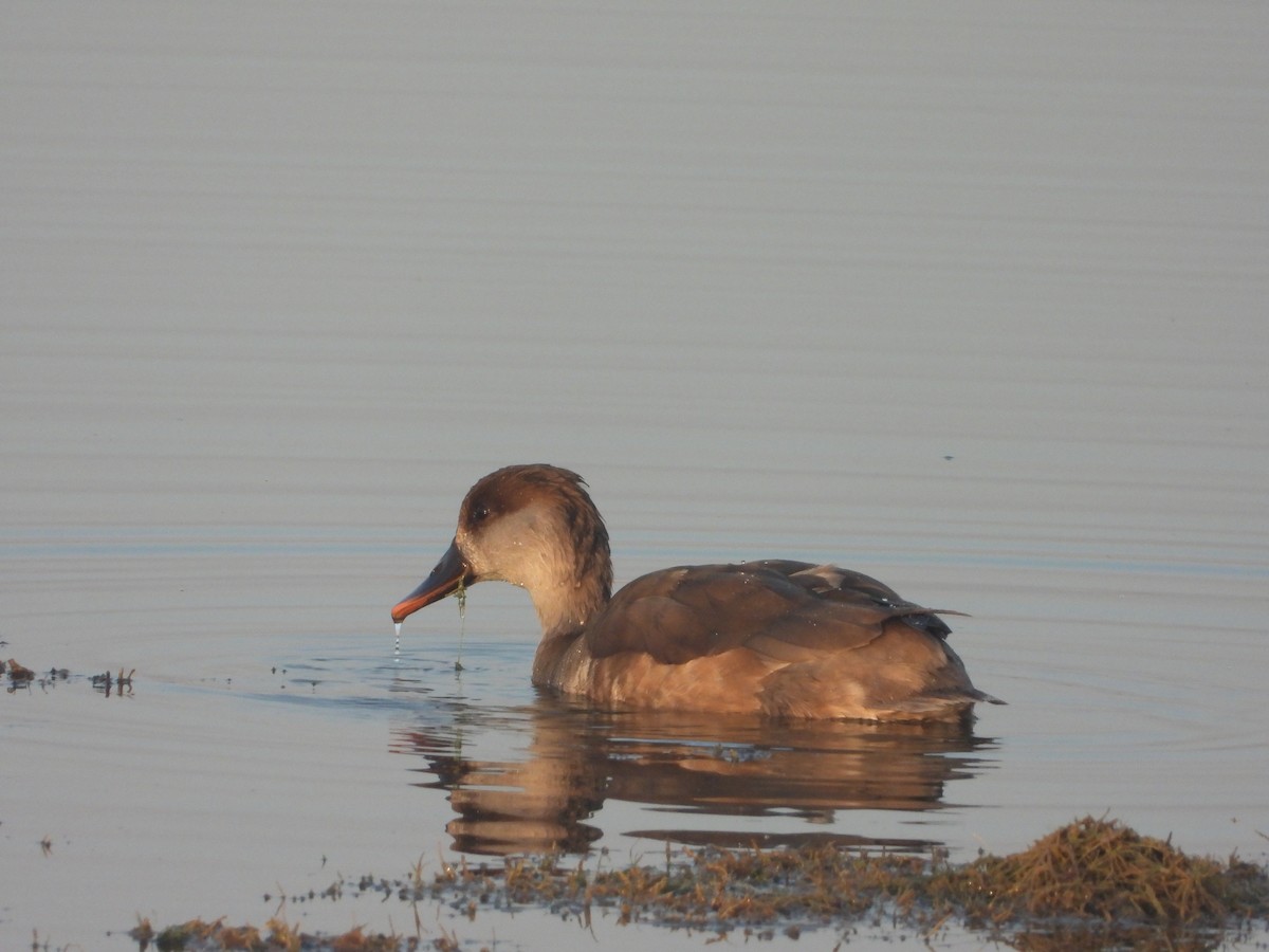 Kolbenente - ML647112670