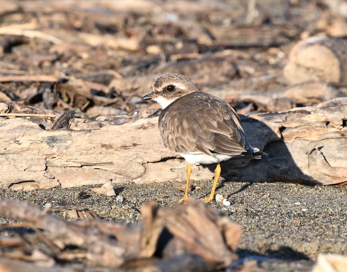 Eskimoregenpfeifer - ML647112671