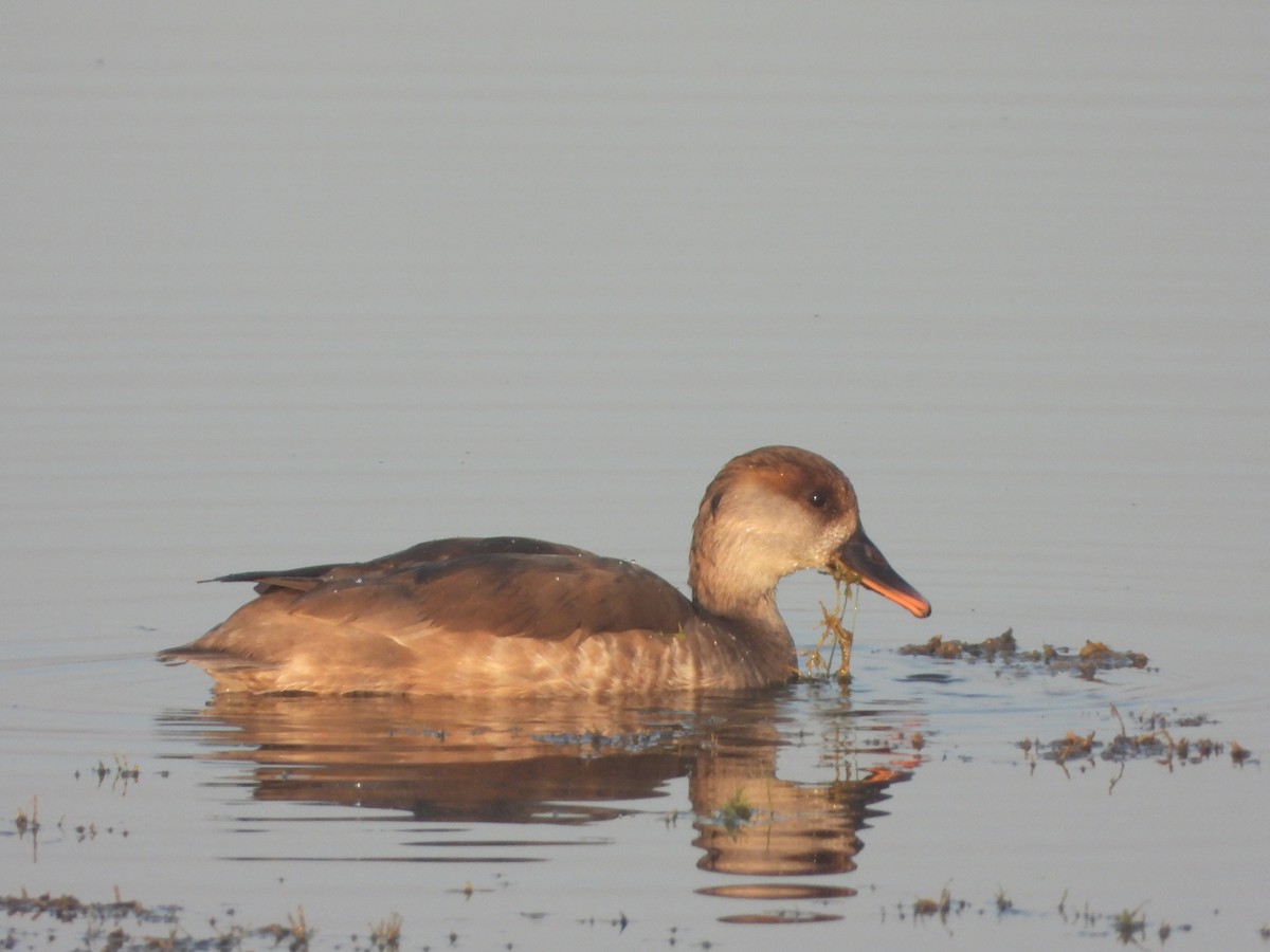 Kolbenente - ML647112672