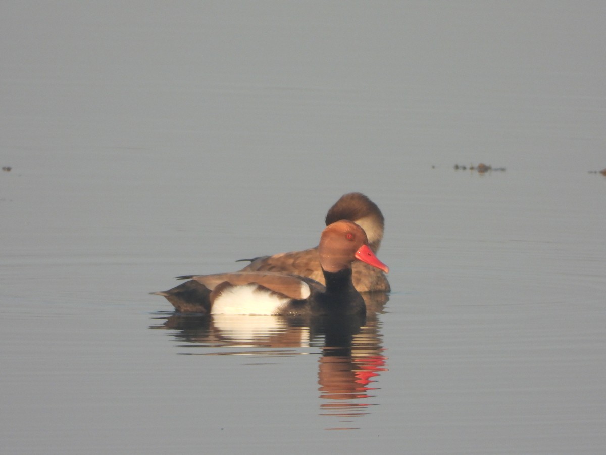 Kolbenente - ML647112673