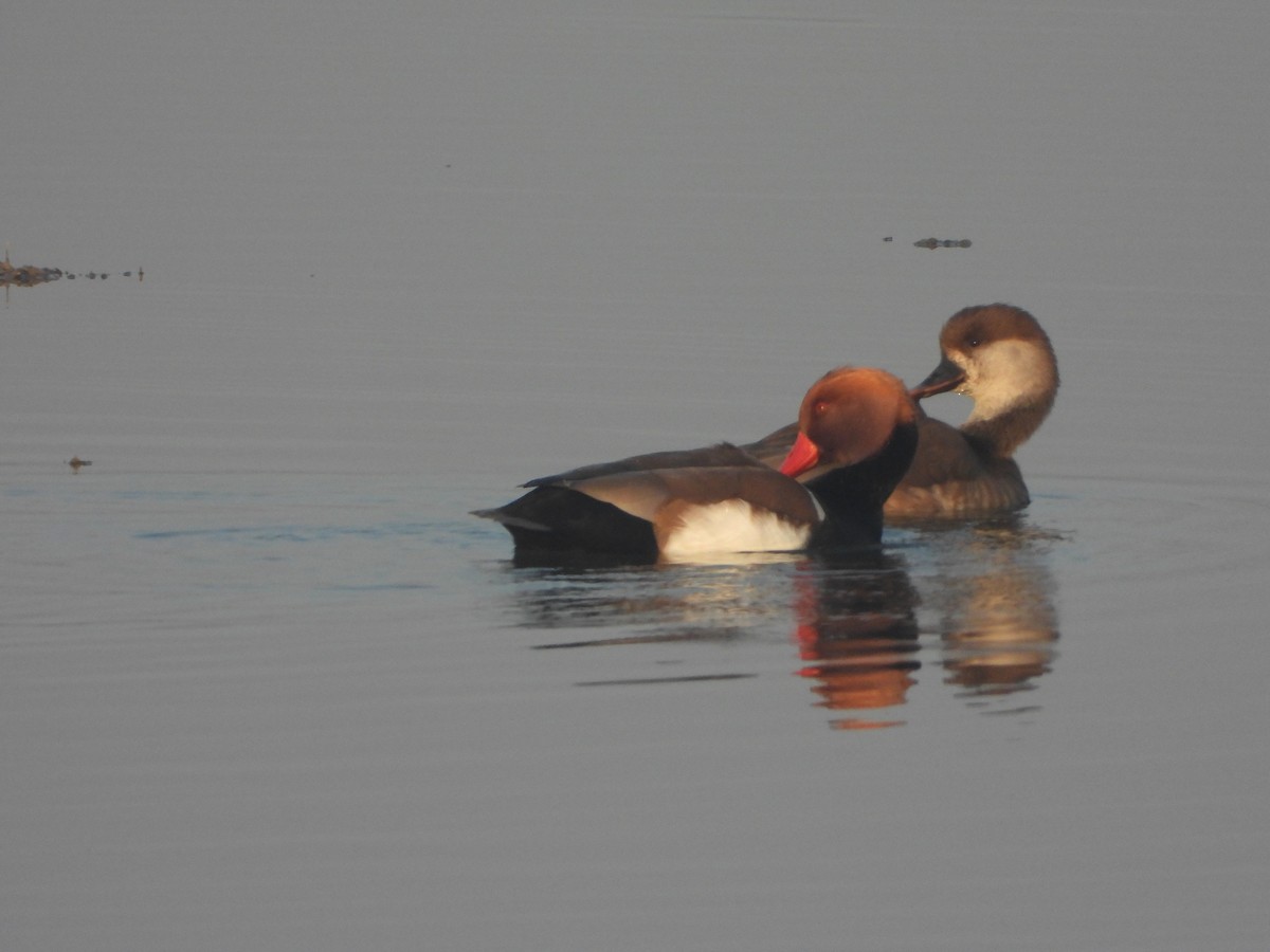 Kolbenente - ML647112674