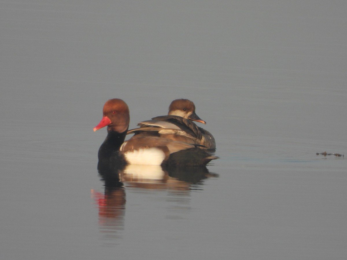 Kolbenente - ML647112675