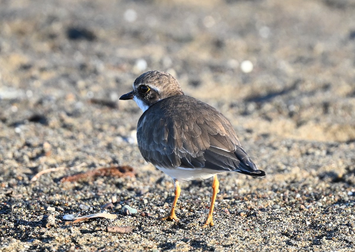 Eskimoregenpfeifer - ML647112677