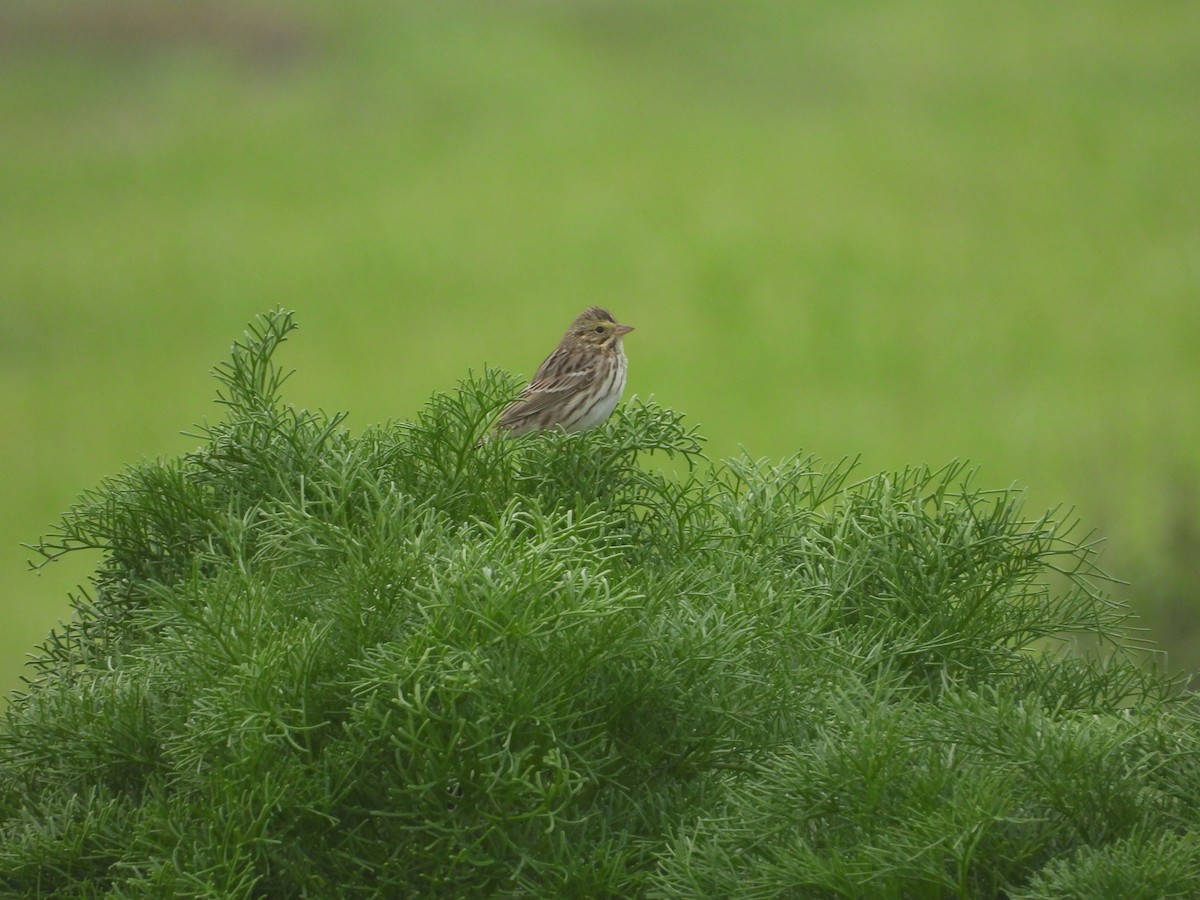 Grasammer - ML647112678