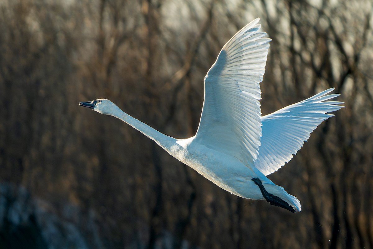 Trompeterschwan - ML647112679