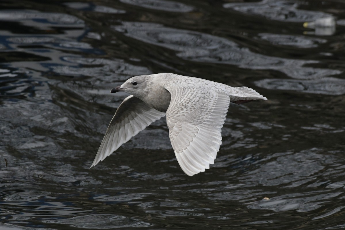 Polarmöwe - ML647112680