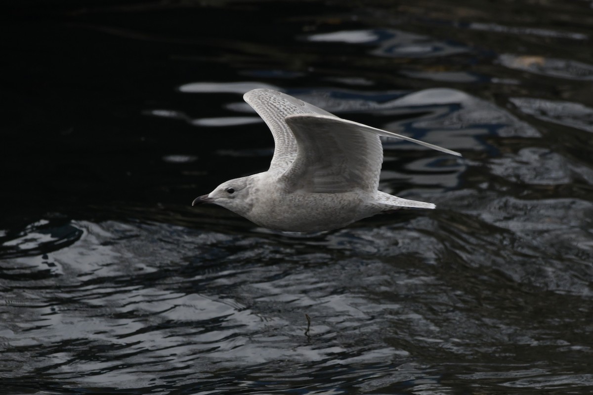 Polarmöwe - ML647112681