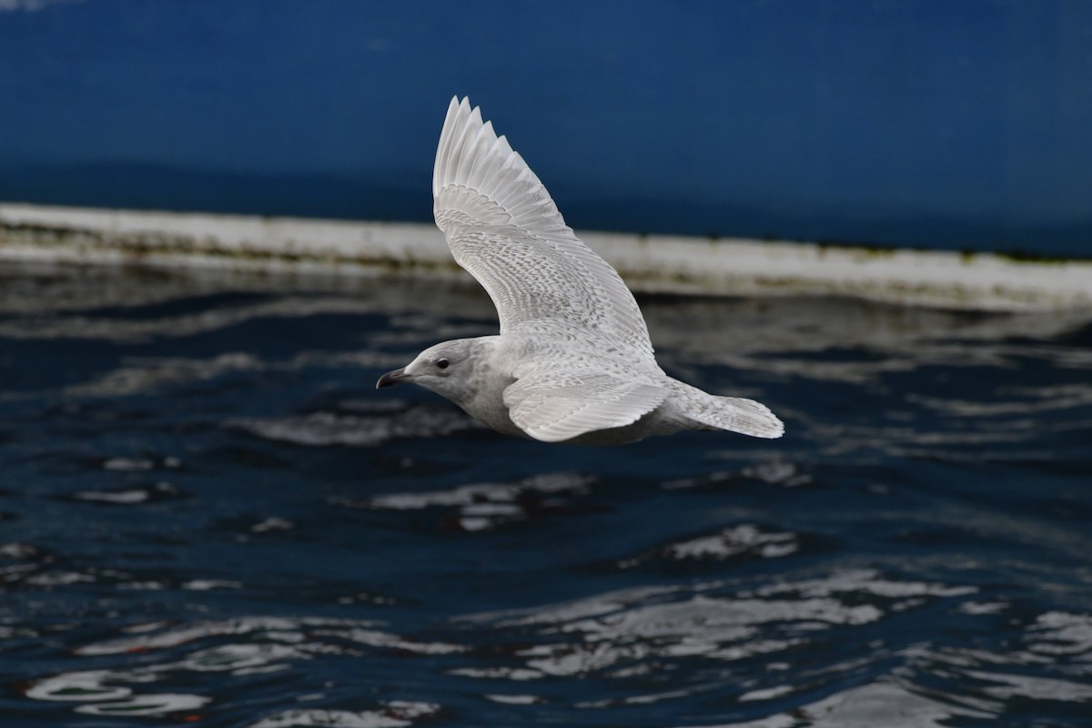 Polarmöwe - ML647112682