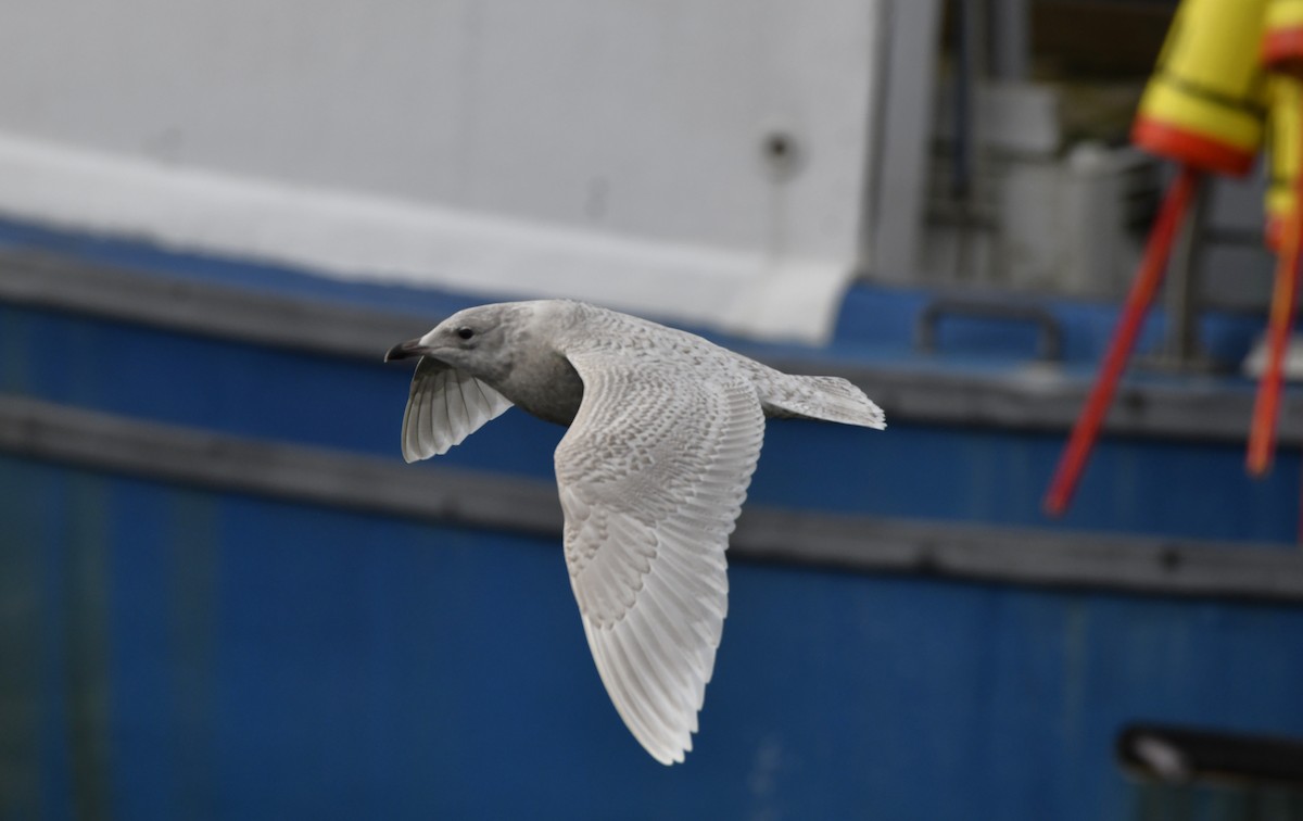 Polarmöwe - ML647112683