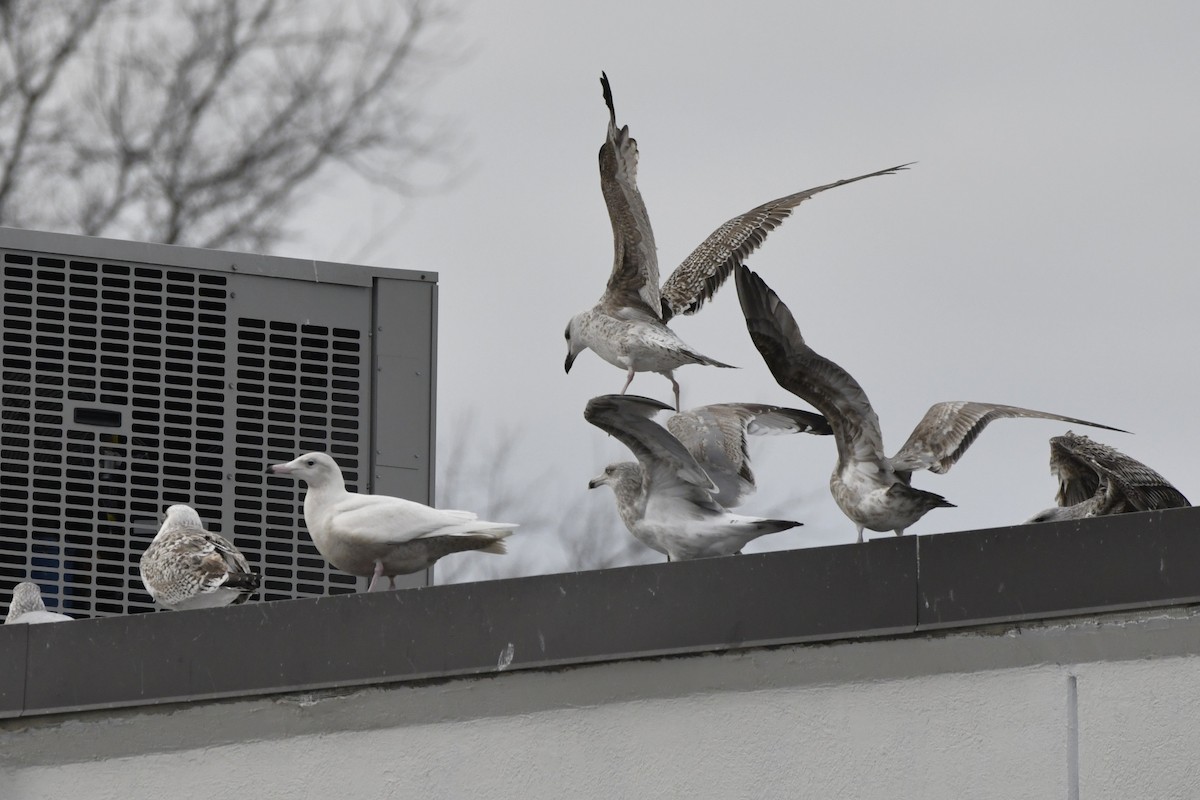 Mantelmöwe - ML647112688