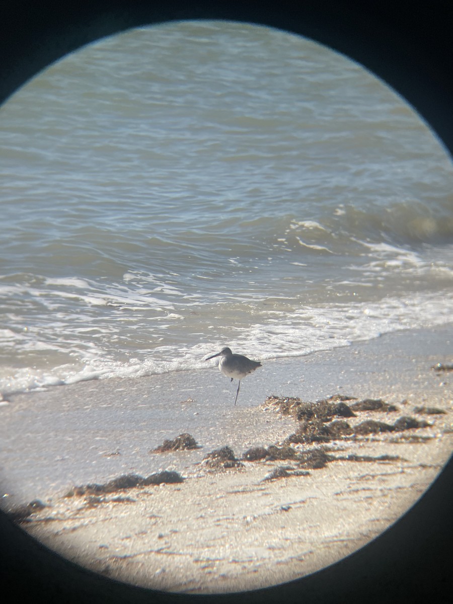 Schlammtreter - ML647112689