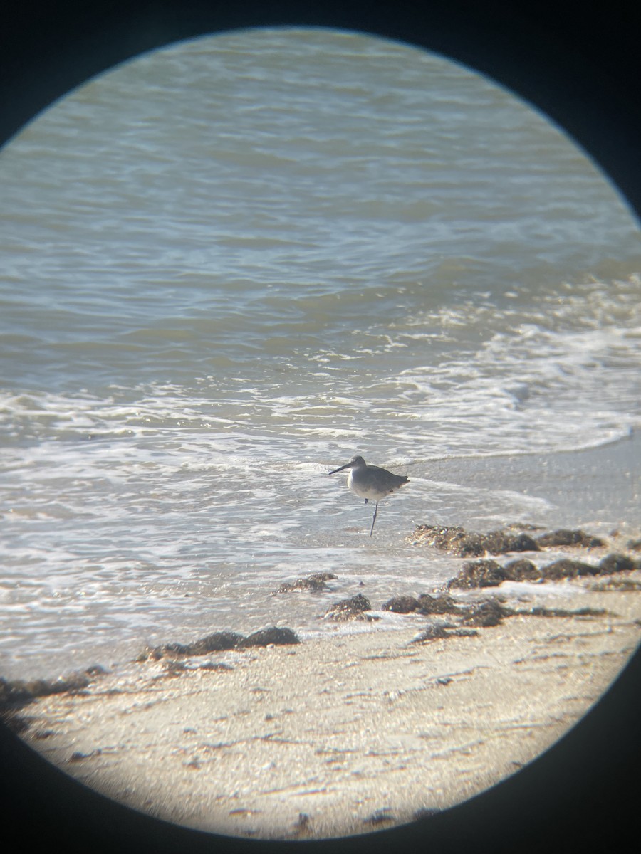 Schlammtreter - ML647112690