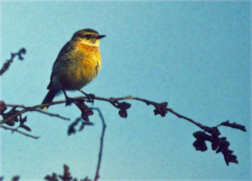 Pallasschwarzkehlchen - ML647112692