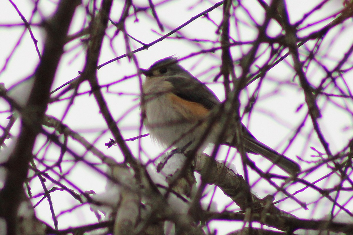 Tufted Titmouse - ML647112696